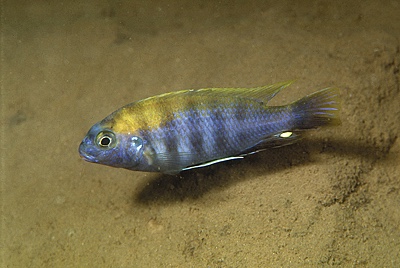 Gephyrochromis lawsi 'Nkhata Bay'